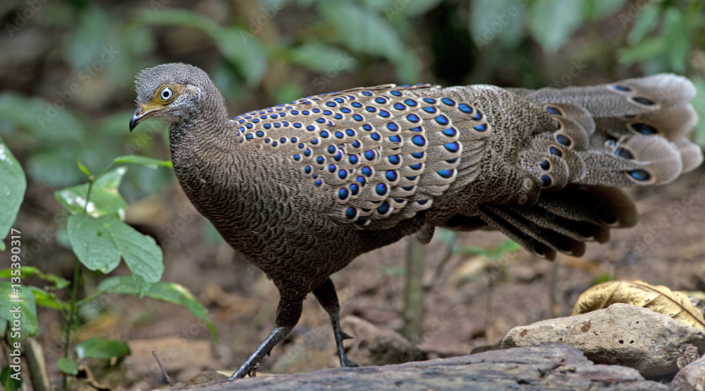 Obraz premium Bird, Grey Peacock-Pheasant ( Polyplectron bicalcaratum ), Birds