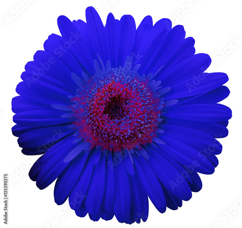 blue gerbera flower, white isolated background with clipping path. Closeup. no shadows. For design. Nature.