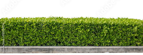 Green hedge or Green Leaves Wall on isolated photo