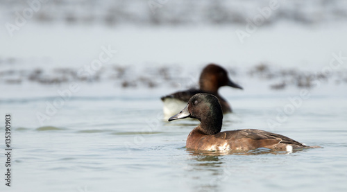 Photos Baer's Pochard ( Aythya baeri) swiming at Bueng Boraped Bird Park, Bird of Thail