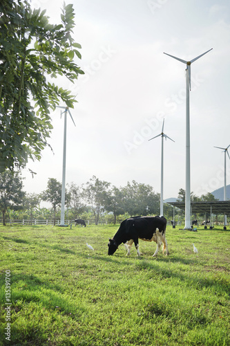 Cow standing on the meadow and wind turbine with Sunlight.