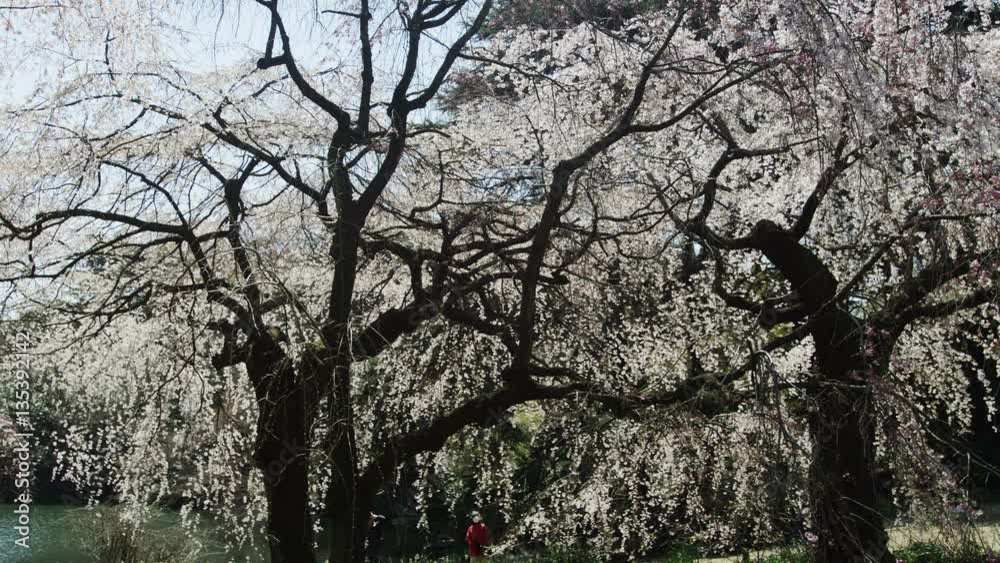 View of cherry blossom trees in the garden View of cherry blossom trees in the garden