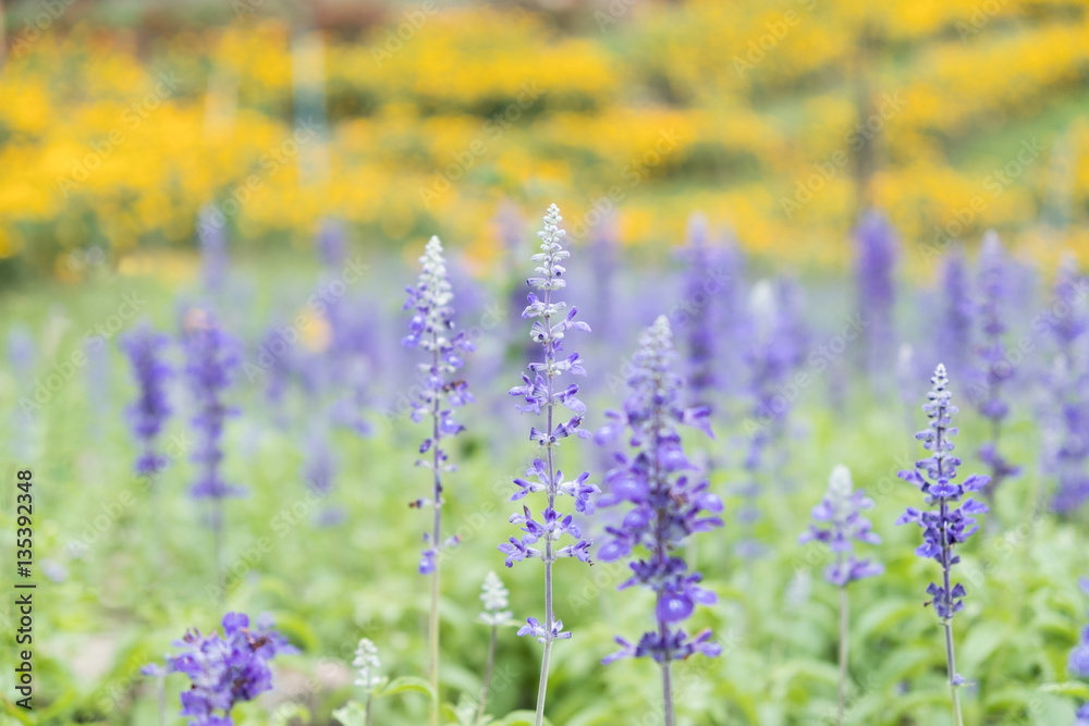 Obraz premium blue salvia with another colorful flower