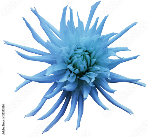 Turquoise Dahlia flower, white isolated background with clipping path. Closeup. no shadows. For design. Bright shaggy flower. Nature.