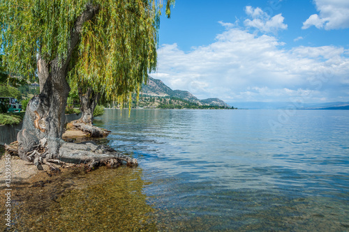 Willow tree at Okanagan Lake with beautiful view on the lake and mountains. British Columbia, Canada © Imagenet