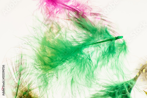 color feathers © Maksim Shebeko