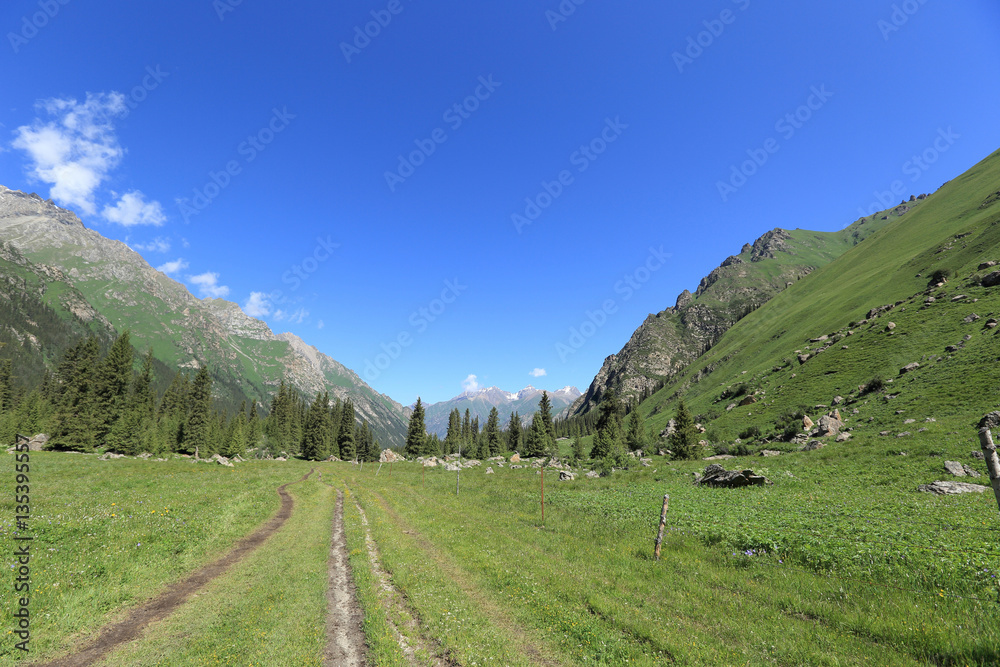 Naklejka premium forest and grassland mountain landscape under blue sky