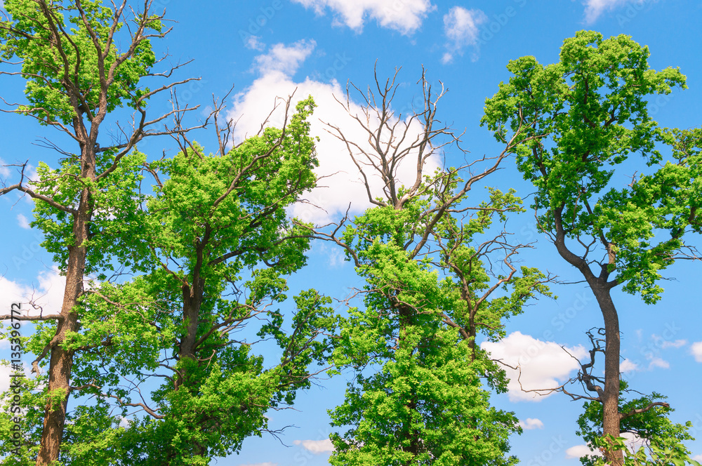 Obraz premium Crowns of trees on background of blue sky with clouds
