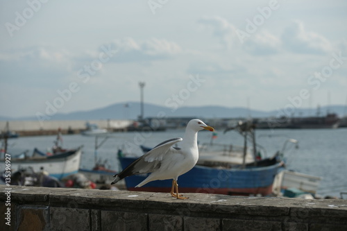 Bulgaria, a small fishing town Pomorie, in April 2016, birds and fishing boats on the shore.