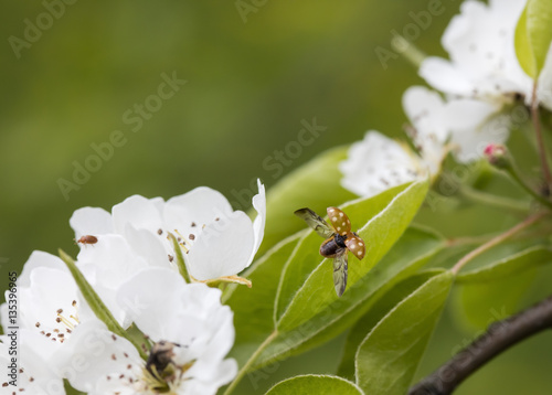 flowering tree and ladybug

