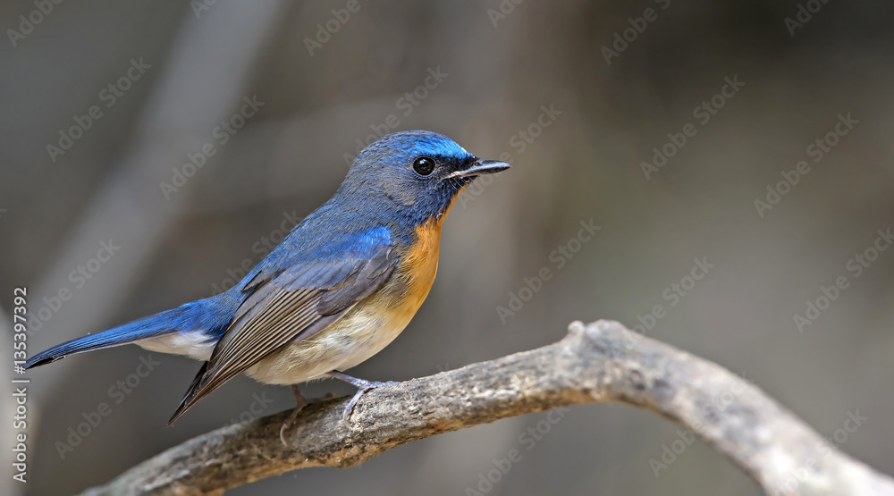 Bird, Blue bird, male Blue-throated Flycatcher (Cyornis rubeculo