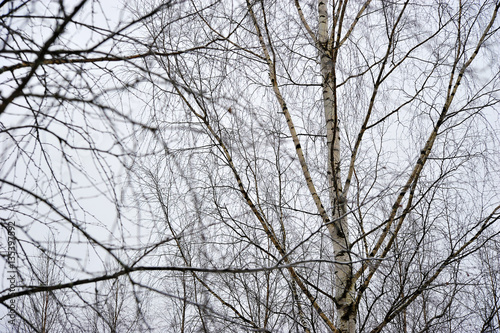 blurred background of bare branches of birch