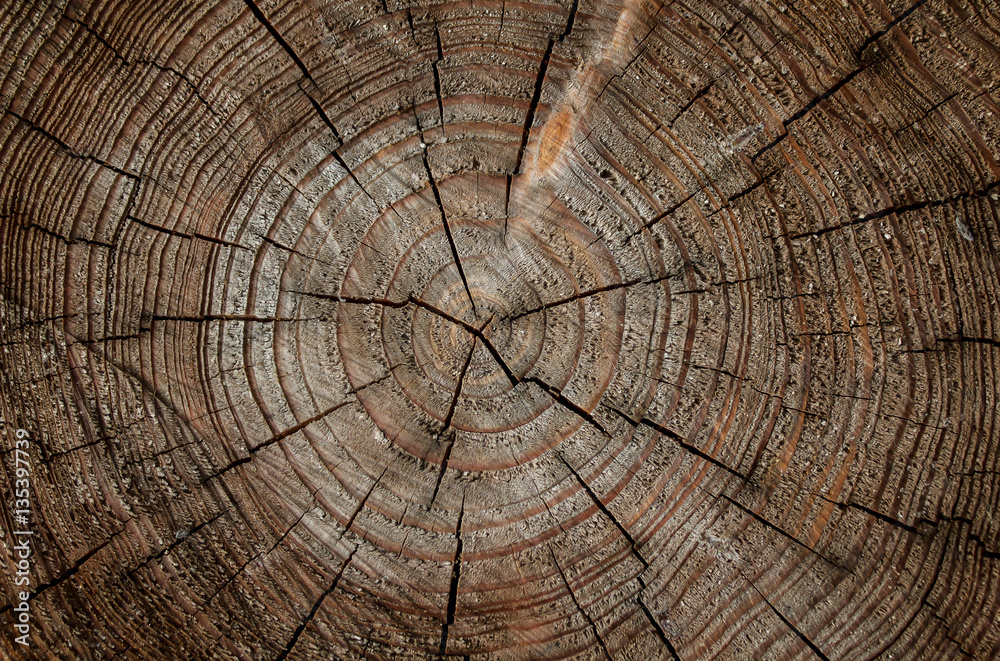 Fototapeta premium timber texture background