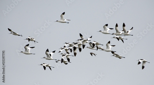 Bird, Bird of Thailand, Migration birds Pied Avocet on blue sky