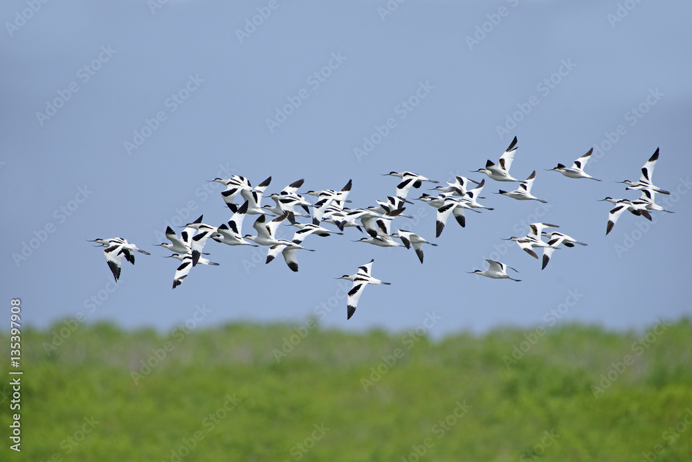Bird, Bird of Thailand, Migration birds Pied Avocet on blue sky Bird, Bird of Thailand, Migration birds Pied Avocet on blue sky