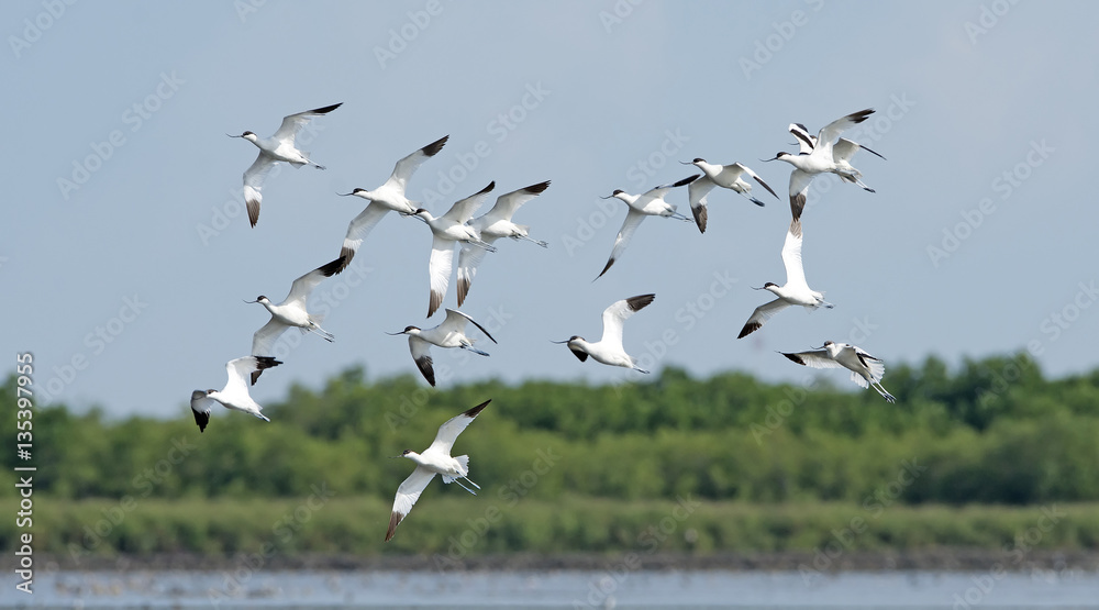 Bird, Bird of Thailand, Migration birds Pied Avocet on blue sky Bird, Bird of Thailand, Migration birds Pied Avocet on blue sky