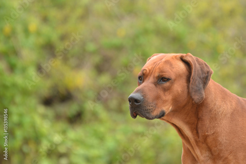 Rhodesian Ridgeback - Seitenansicht