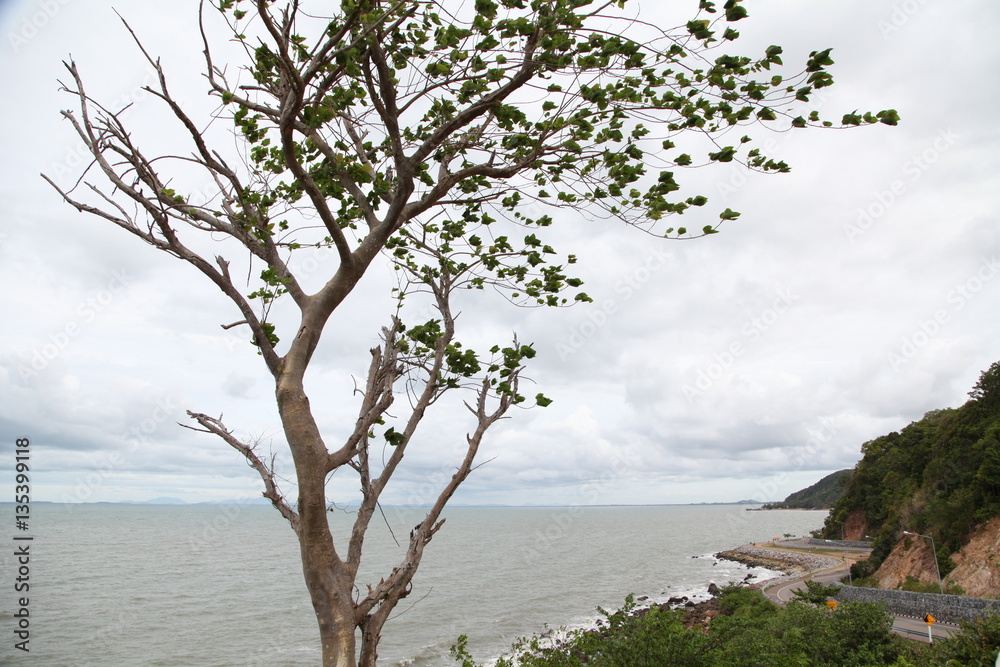 tree and sea tree and sea