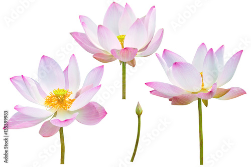 pink lotus blossom isolated on white background