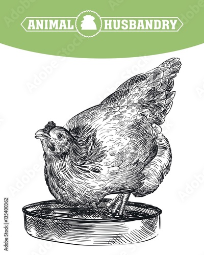 chicken breeding. animal husbandry. livestock