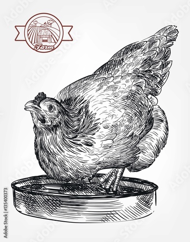 chicken breeding. animal husbandry. livestock