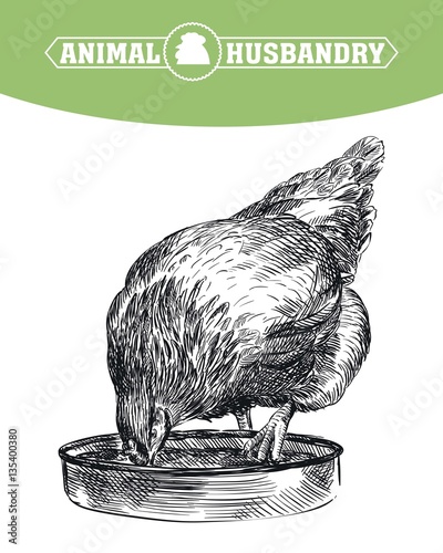 chicken breeding. animal husbandry. livestock