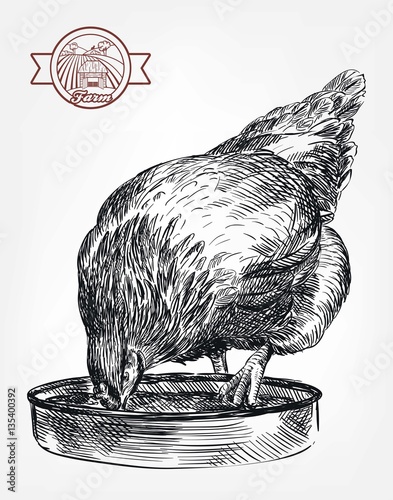 chicken breeding. animal husbandry. livestock