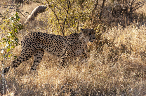 Tshukudu Game Reserve - Cheetah © SRSImages