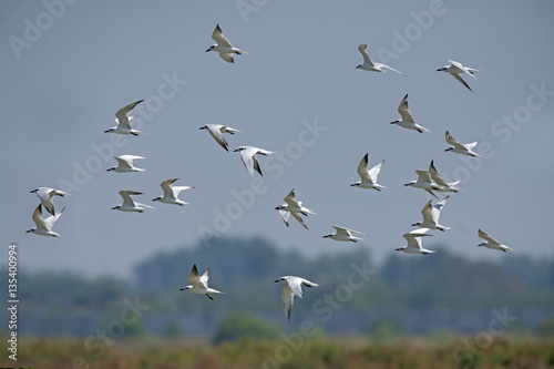 Bird, Bird of Thailand, Migration birds Gull-billed Tern on blue sky in Flight