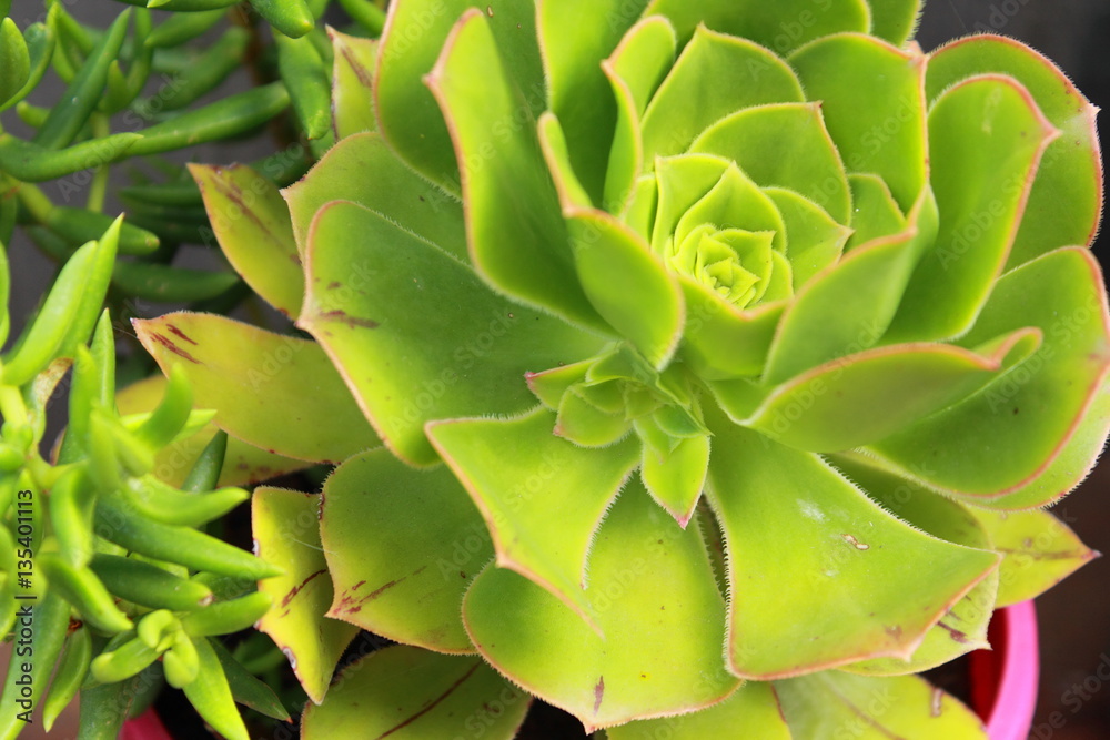succulent succulent