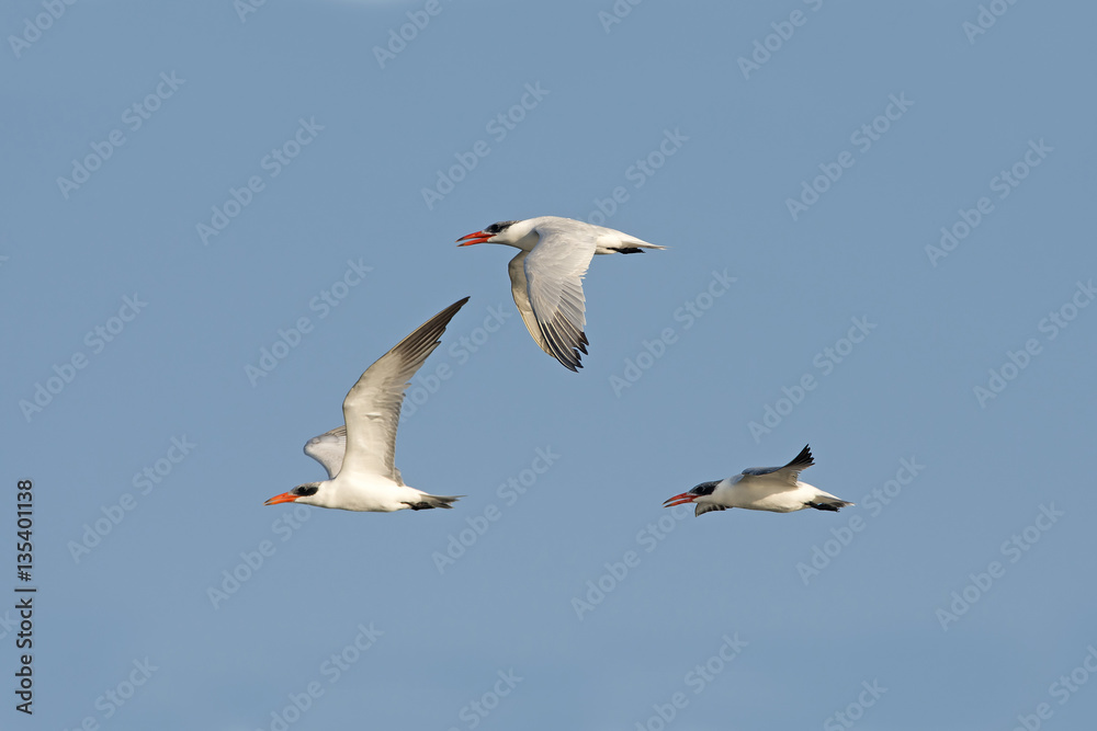 Bird, Bird of Thailand, Migration birds on blue sky in Flight Bird, Bird of Thailand, Migration birds on blue sky in Flight