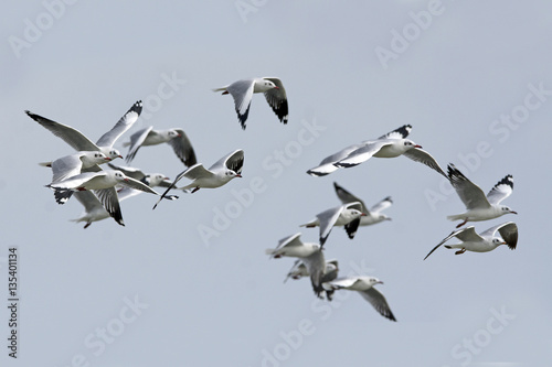 Bird, Bird of Thailand, Migration birds on blue sky in Flight © Nuwat