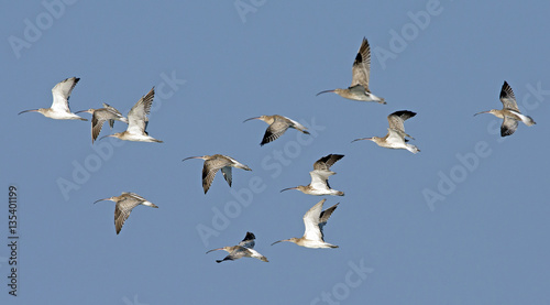 Bird, Bird of Thailand, Migration birds on blue sky in Flight