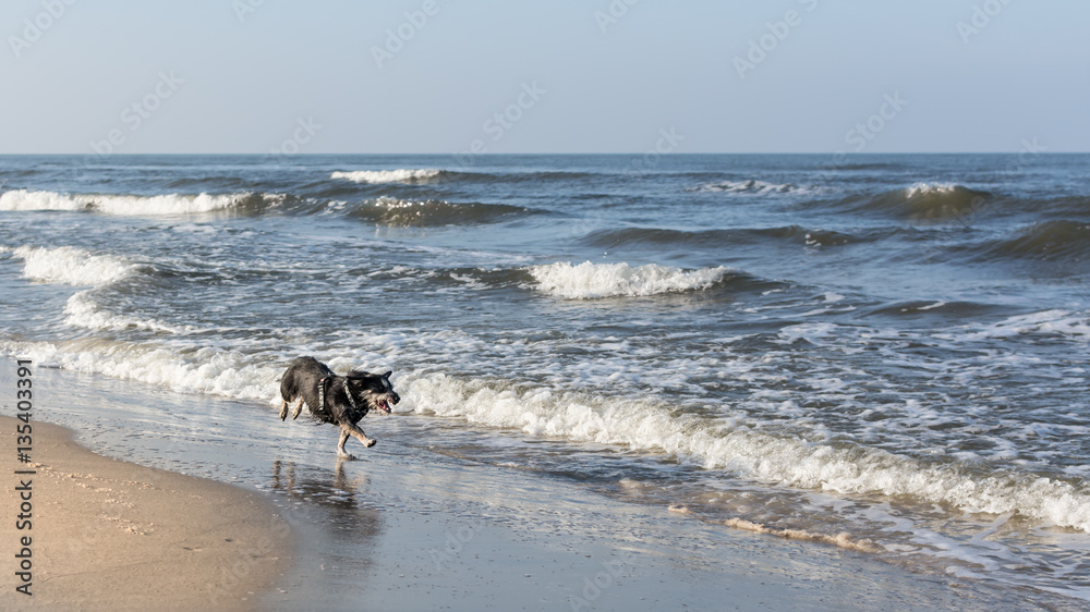 Little mongrel dog barking and chasing waves on empty Baltic beach near Gdansk, Poland. Little mongrel dog barking and chasing waves on empty Baltic beach near Gdansk, Poland.