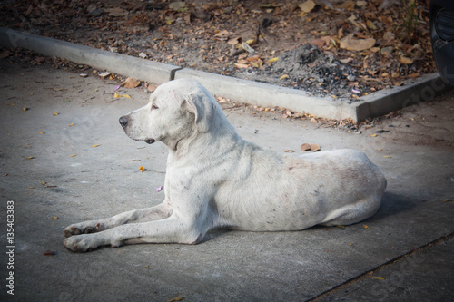 Torso dirty white dog sitting vacant on the road, a stray dog.