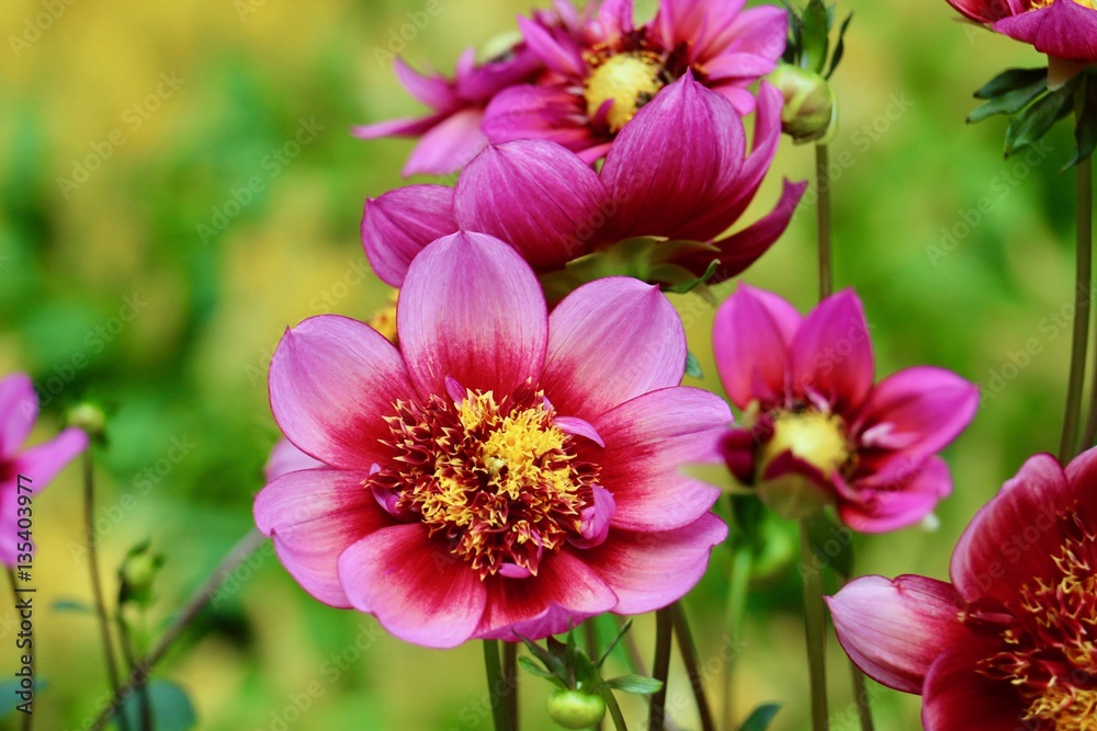 Beautiful flower in the garden Beautiful flower in the garden