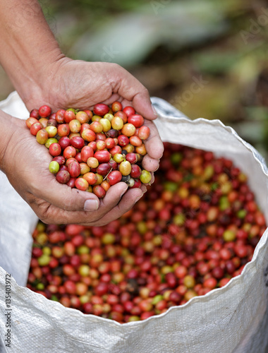 Close up red berries coffee beans on agriculturist hand.