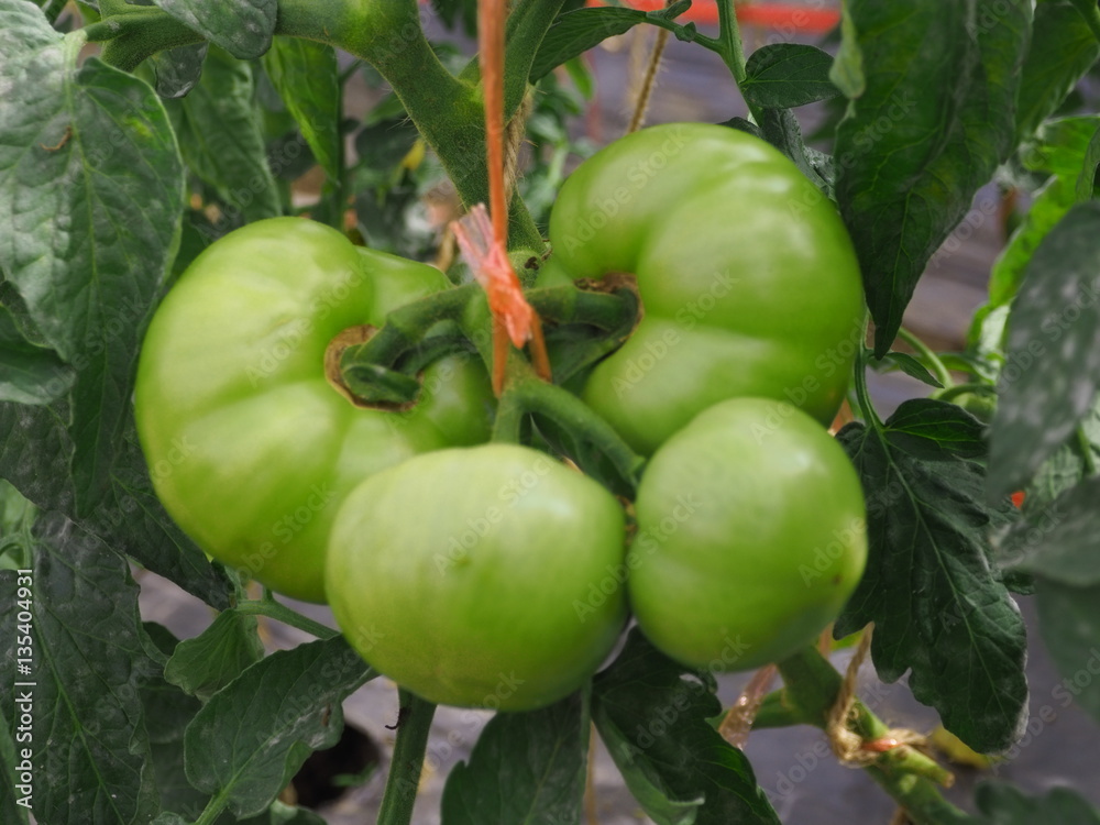 Tomato fruit on plant.