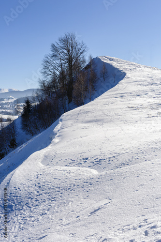 isolated trees in winter landscape in the mountains