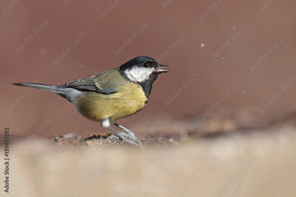 Obraz premium Schizzi nel rosso