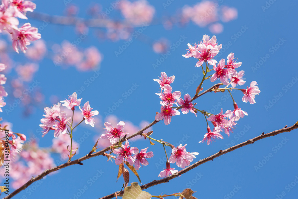 Spring sakura pink blossom in Chiangmai, Thailand.