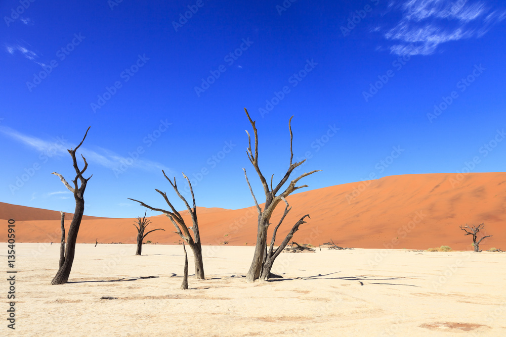 Dead tree in Sossusvlei Namibia