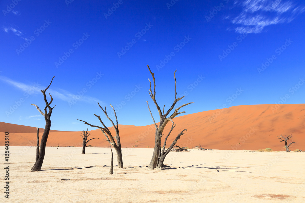 Dead tree in Sossusvlei Namibia Dead tree in Sossusvlei Namibia