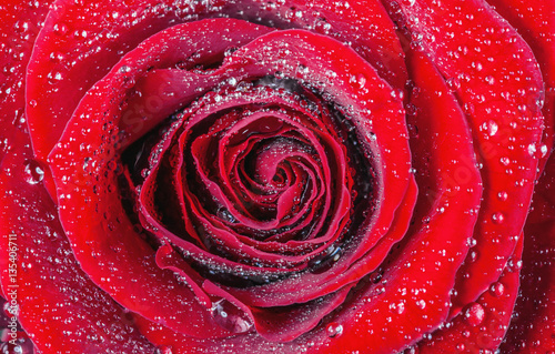 Red rose with water drop