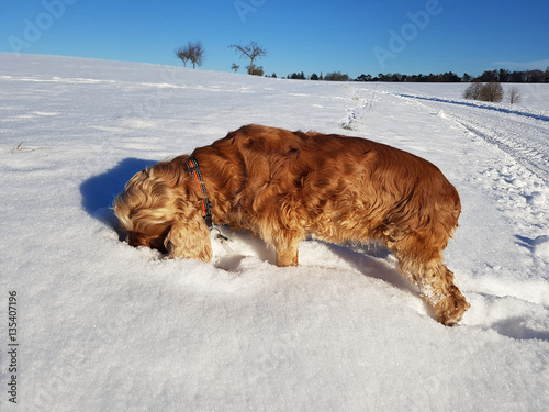 Cocker; Spaniel; Hund, Winter, Schnee photo