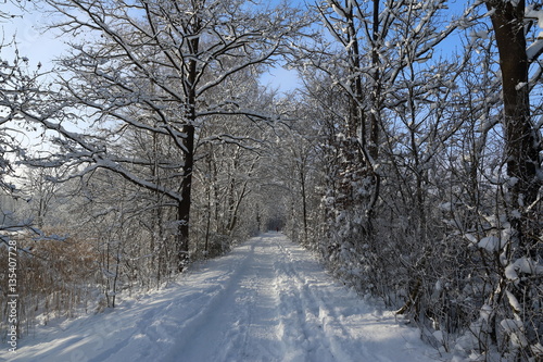 Winter Landschaft