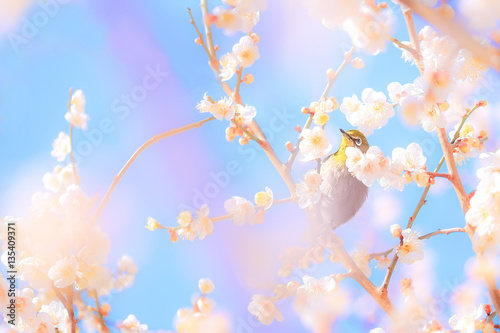 メジロと梅の花。虹、ピンク、ボケ。 © patchii