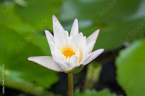 White lotus flower and Lotus flower plants.