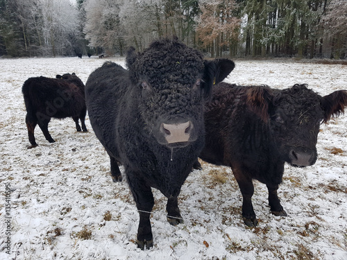 Galloways, Rinder, Winter photo