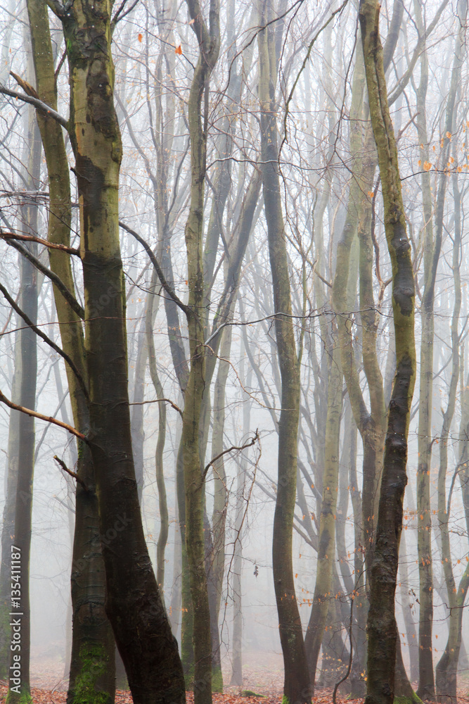 English woodland on a foggy misty morning English woodland on a foggy misty morning